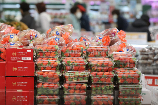 11월  22일 서울 이마트 용산점에 딸기가 진열되어있다. <연합뉴스>